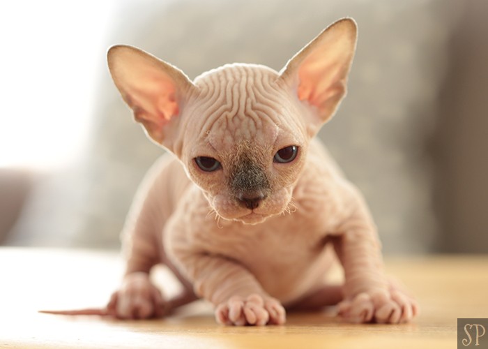 Sphynx Kittens for Sale in New York | SPHYNX.NYC