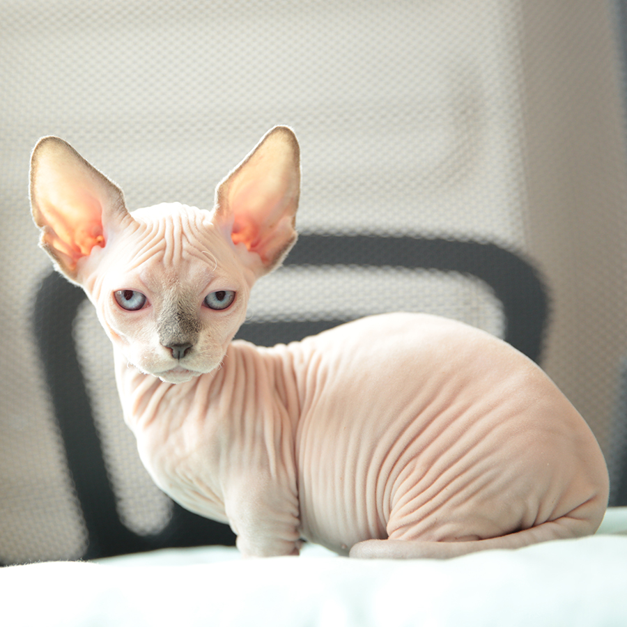 Sphynx Kittens for Sale in New York | SPHYNX.NYC