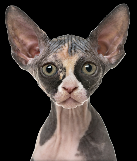 Bald cats best sale for sale